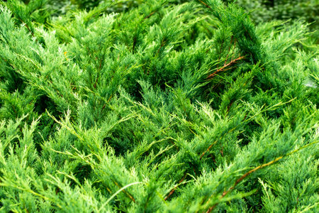 green juniper branches with visible details. background or textureの写真素材