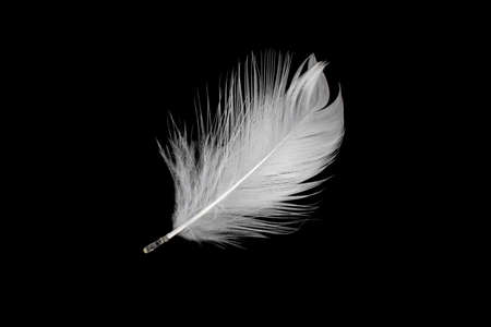 white duck feathers isolated on black backgroundの写真素材