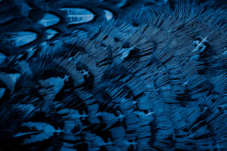 blue pheasant feathers with a visible texture. backgroundの写真素材
