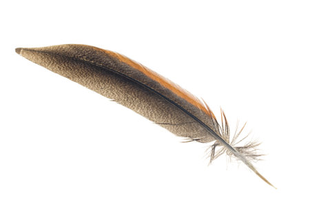 brown pheasant feather on a white backgroundの写真素材
