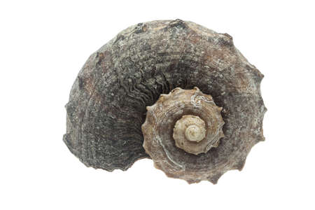 the shell of a sea snail on a white isolated backgroundの写真素材