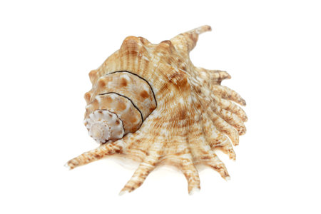 the shell of a sea snail on a white isolated background
