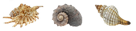 the shell of a sea snail on a white isolated backgroundの写真素材
