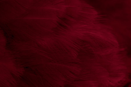 macro photo of red hen feathers. background or texturaの写真素材