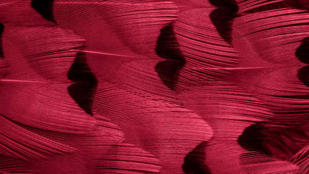red pheasant feathers with a visible texture. backgroundの写真素材