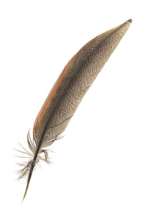 brown pheasant feather on a white backgroundの写真素材