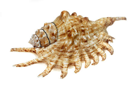 the shell of a sea snail on a white isolated backgroundの写真素材