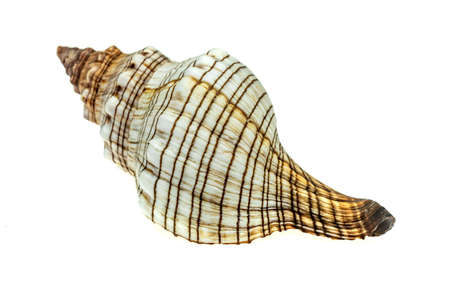 the shell of a sea snail on a white isolated backgroundの写真素材