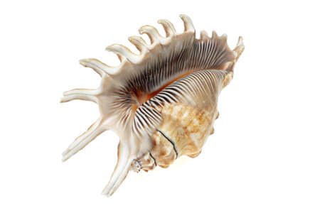the shell of a sea snail on a white isolated backgroundの写真素材