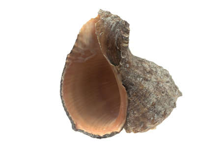 the shell of a sea snail on a white isolated backgroundの写真素材