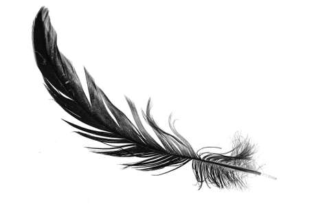 a black feather on a white isolated backgroundの写真素材