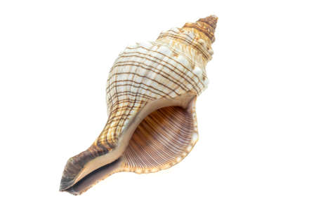 the shell of a sea snail on a white isolated backgroundの写真素材
