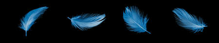 blue duck feather on black isolated backgroundの写真素材