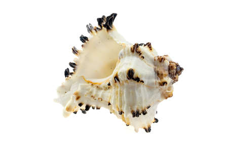 shells of a sea snail on a white isolated backgroundの写真素材