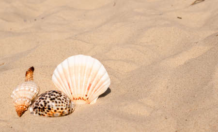 shells of sea snails on sand. backgroundの写真素材
