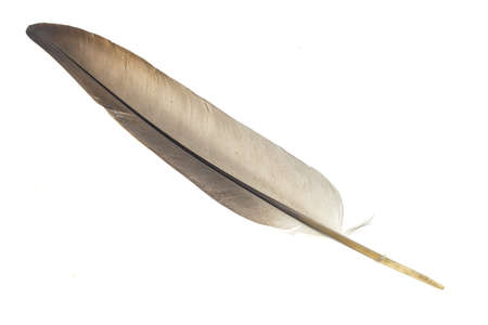 a pigeon feather on a white isolated backgroundの写真素材