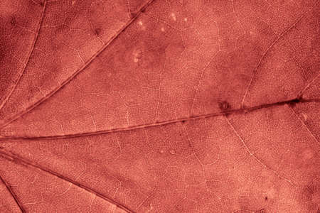 red leaf with visible details. background or textureの写真素材