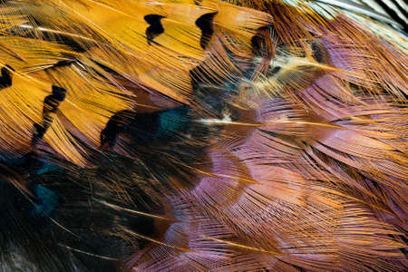colored pheasant feathers with a visible texture. backgroundの写真素材