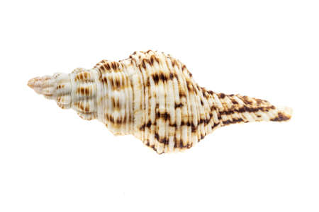shells of a sea snail on a white isolated backgroundの写真素材
