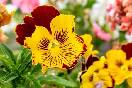 yellow and purple pansies on a background of green leavesの写真素材