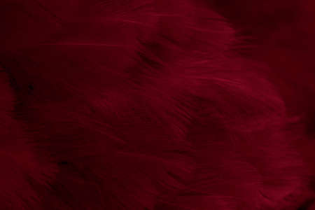 macro photo of red hen feathers. background or texturaの写真素材