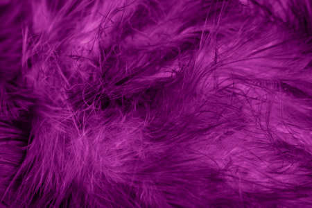 macro photo of violet hen feathers. background or texturaの写真素材