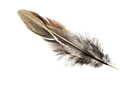 pheasant feather on a white isolated backgroundの写真素材