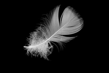 white goose feather on a black isolated backgroundの写真素材
