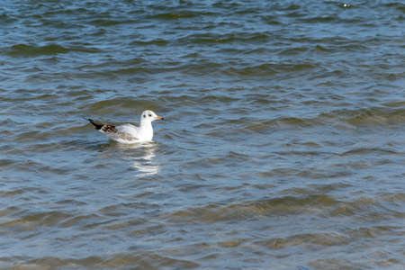 white seagull on the blue water of the seaの写真素材