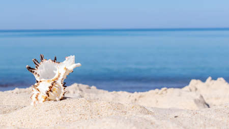 the shell of the sea snail against the background of sand and blue seaの写真素材