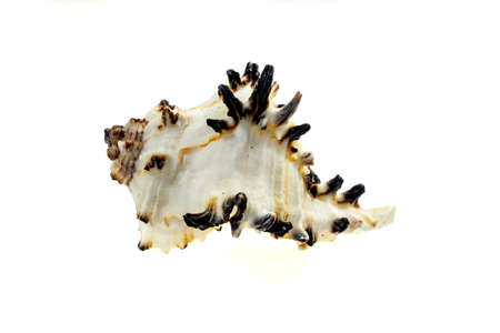 shells of a sea snail on a white isolated backgroundの写真素材