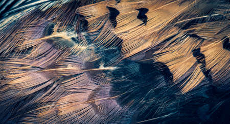 colored pheasant feathers with a visible texture. backgroundの写真素材
