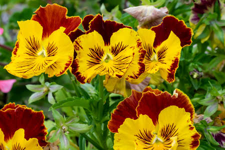 yellow and purple pansies on a background of green leavesの写真素材