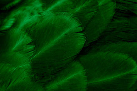 macro photo of green hen feathers. background or texturaの写真素材