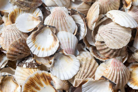 shells of sea snails. background or textureの写真素材