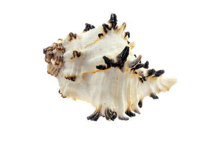 shells of a sea snail on a white isolated backgroundの写真素材
