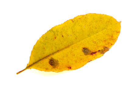 yellow autumn leaf on a white isolated backgroundの写真素材