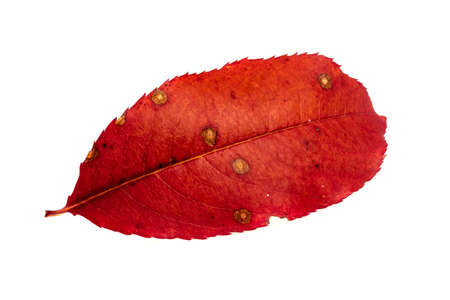 red autumn leaf on white isolated backgroundの写真素材