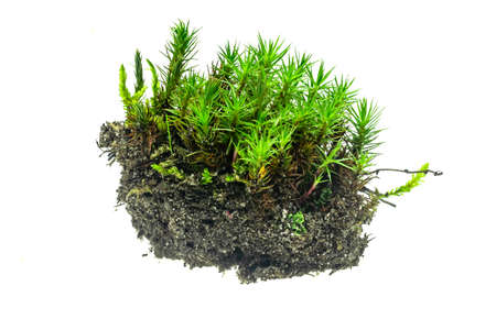 green moss on a white isolated backgroundの写真素材