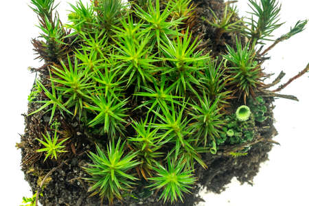 green moss on a white isolated backgroundの写真素材