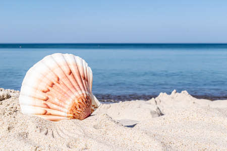 the shell of the sea snail against the background of sand and blue seaの写真素材