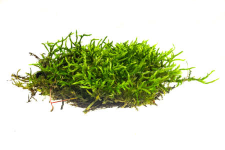 green moss on a white isolated backgroundの写真素材