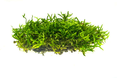 green moss on a white isolated backgroundの写真素材