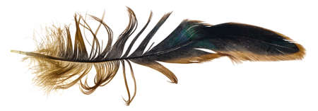black and brown feathers of a rooster on a white isolated backgroundの写真素材