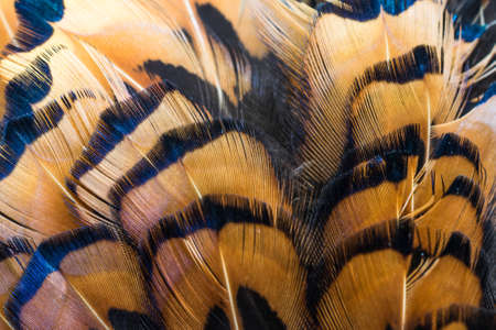 colored pheasant feathers with a visible texture. backgroundの写真素材