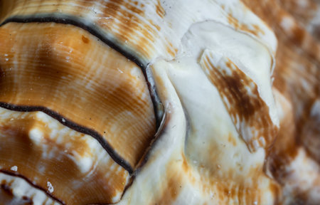 white and brown sea snail shell. backgroundの写真素材
