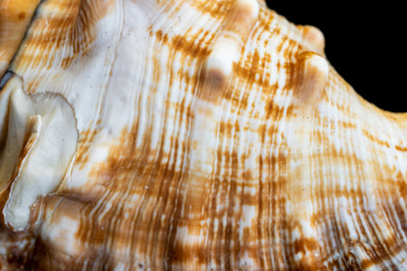 white and brown sea snail shell. backgroundの写真素材