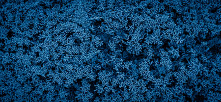 blue juniper with visible details. background or textureの写真素材