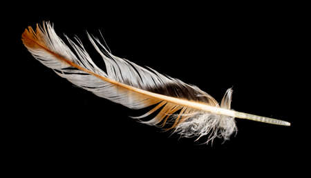 brown and white hen feather on black isolated backgroundの写真素材