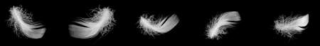 white duck feathers isolated on black backgroundの写真素材